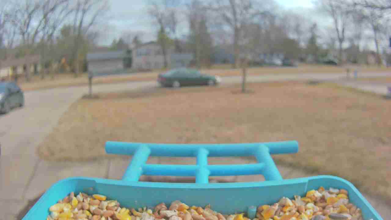 Bird at feeder
