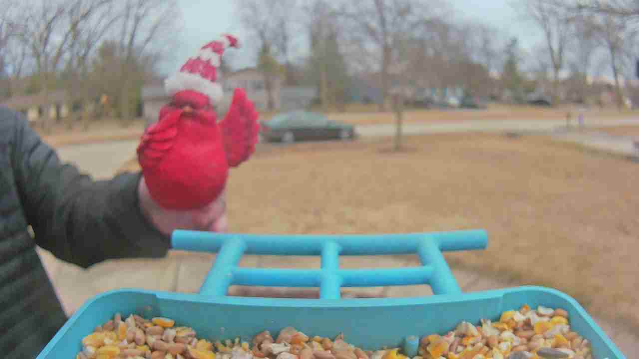 Bird at feeder