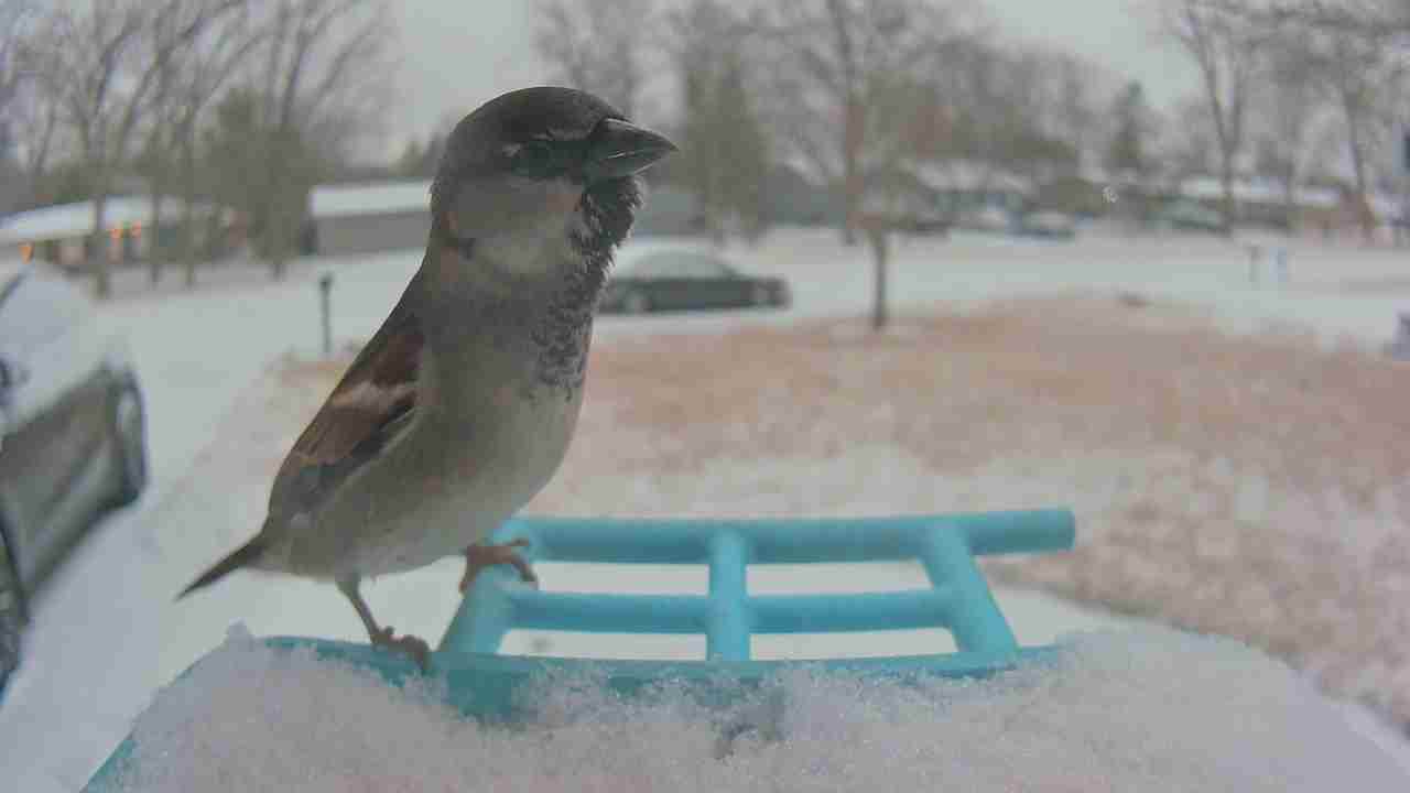 Bird at feeder