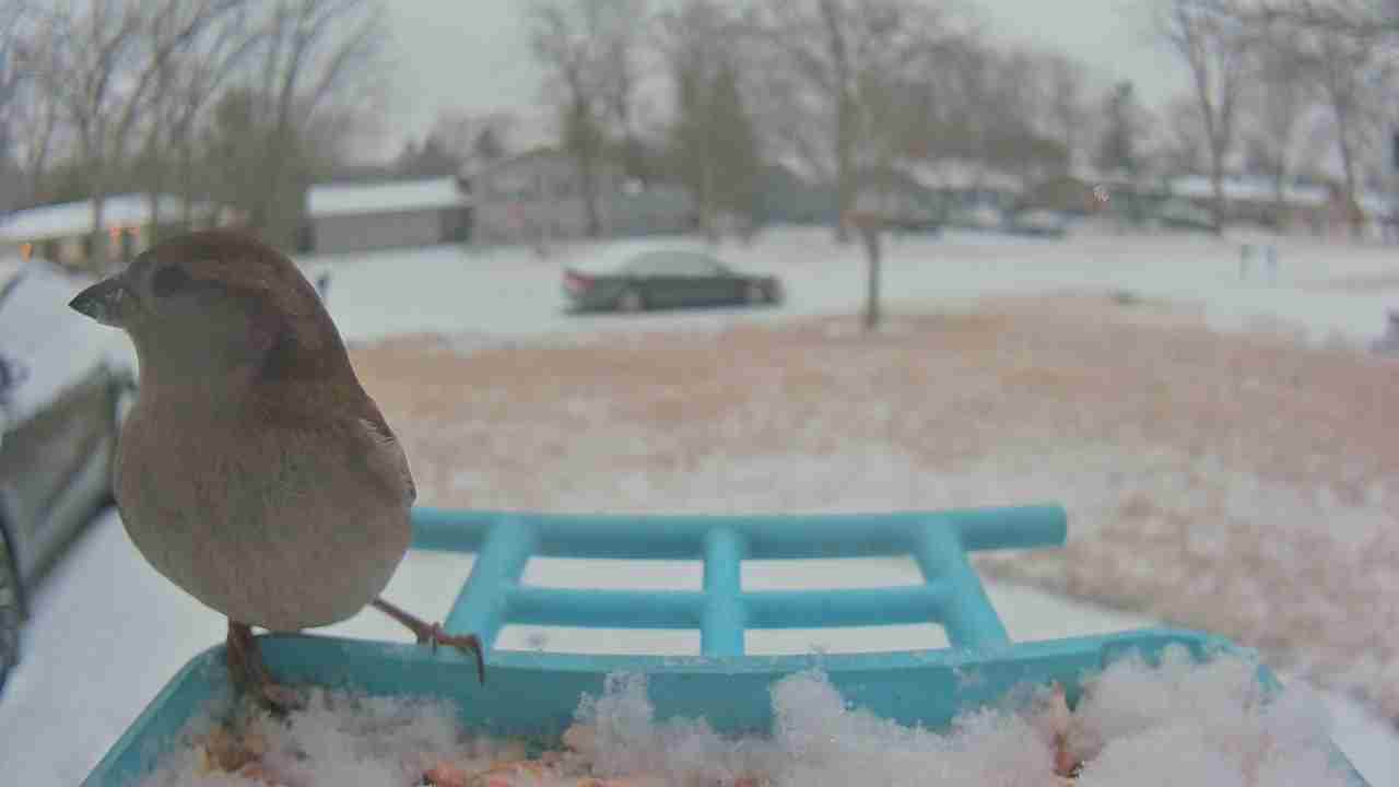 Bird at feeder