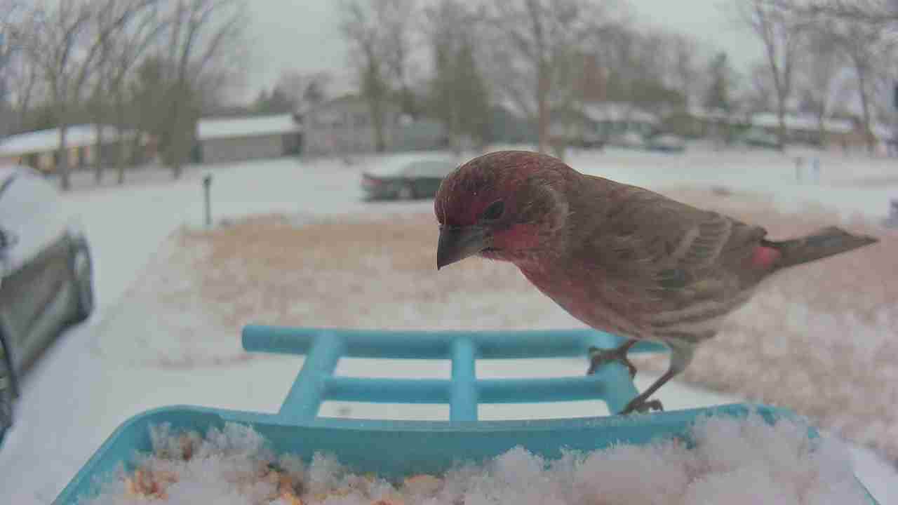 Bird at feeder