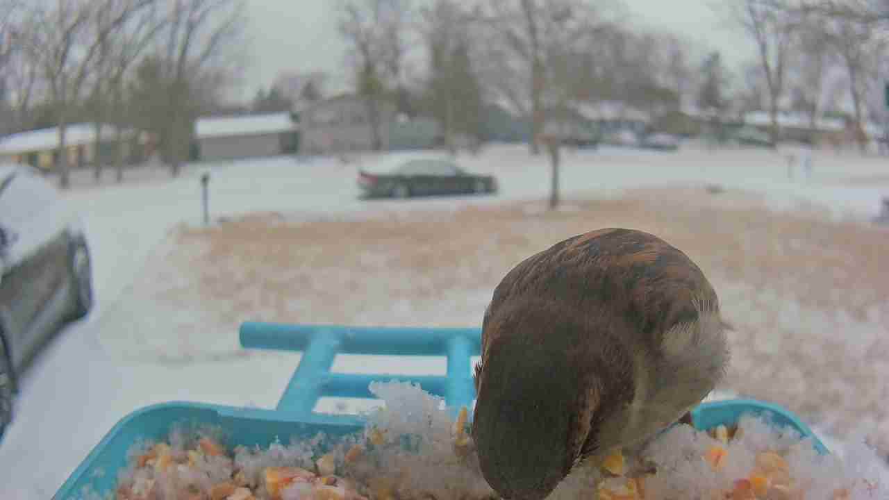 Bird at feeder