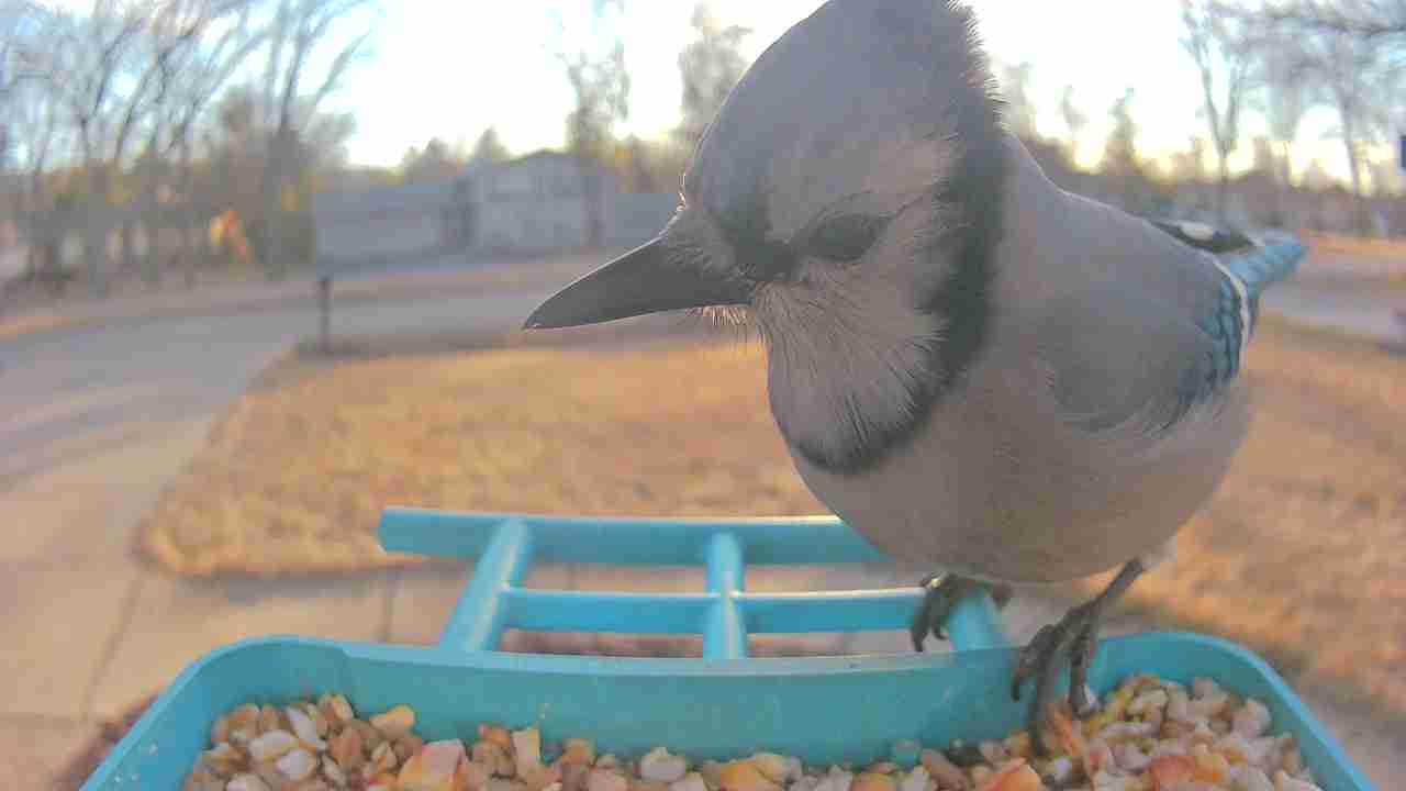 Bird at feeder
