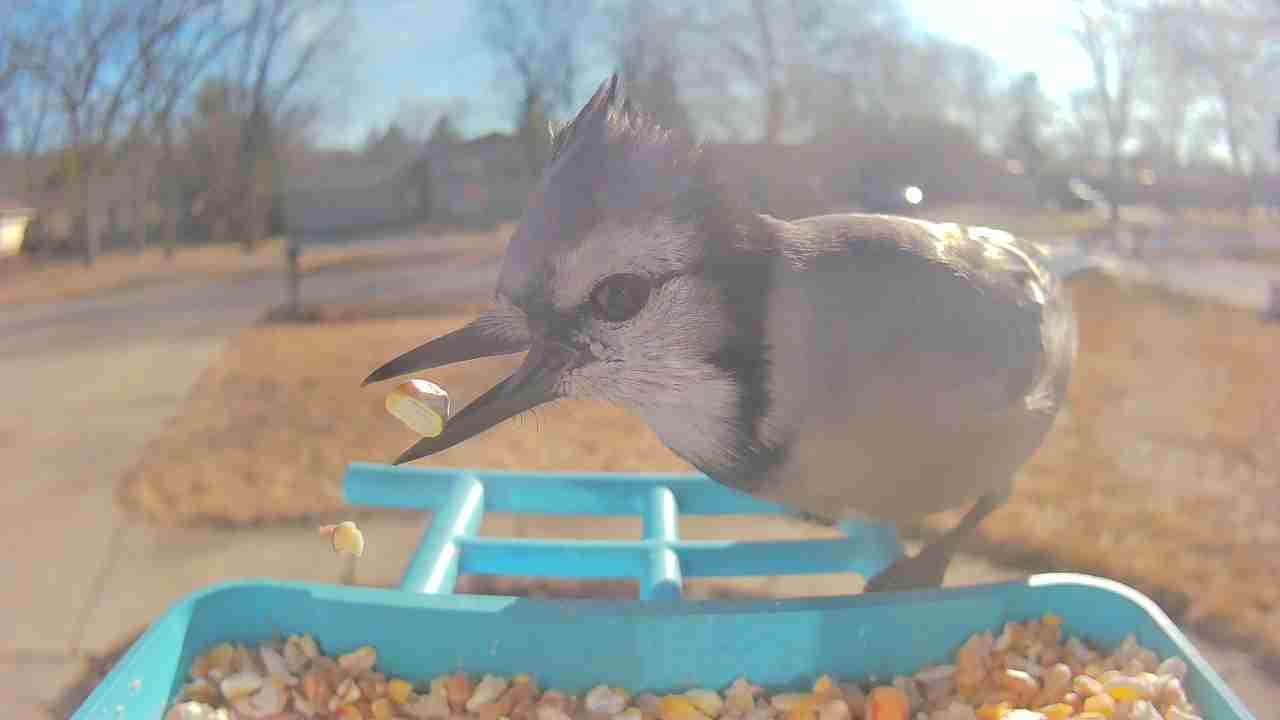 Bird at feeder