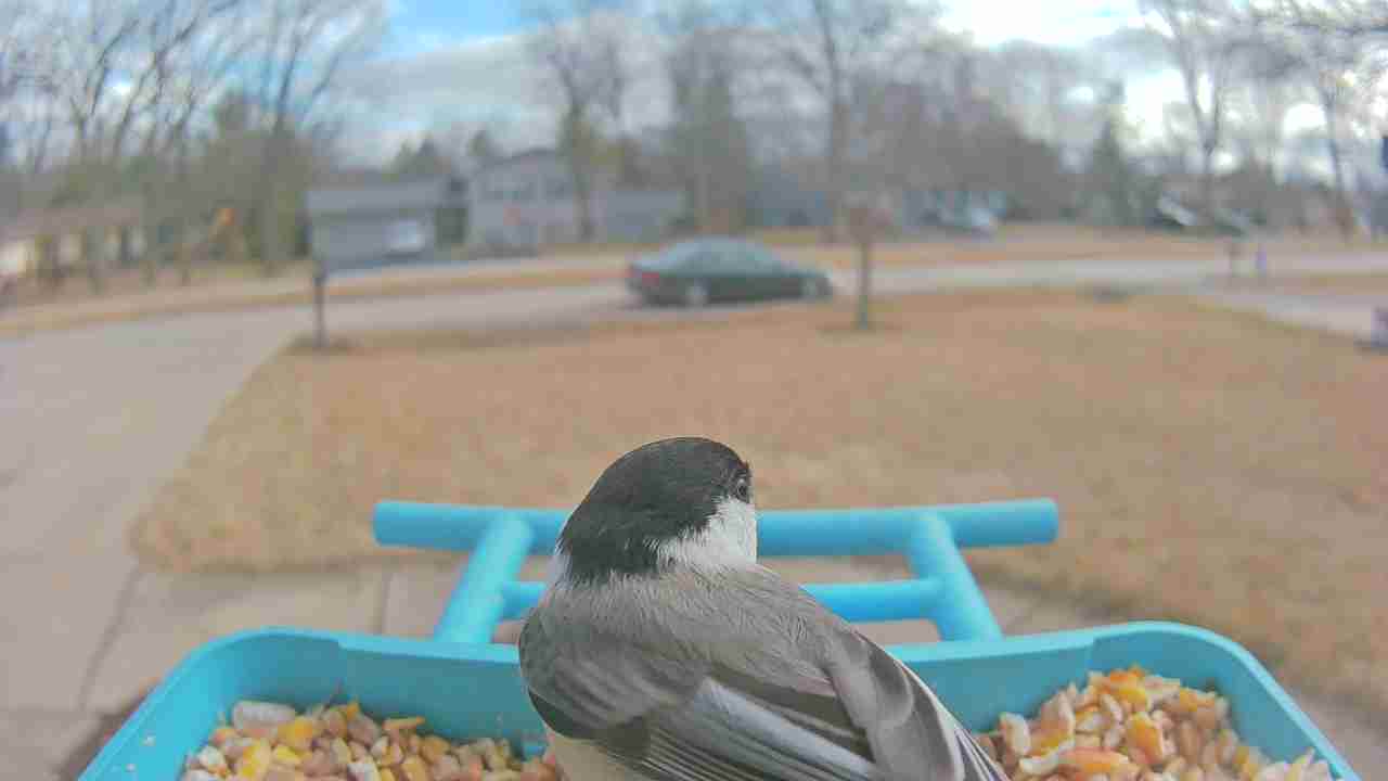 Bird at feeder