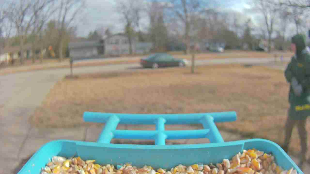 Bird at feeder