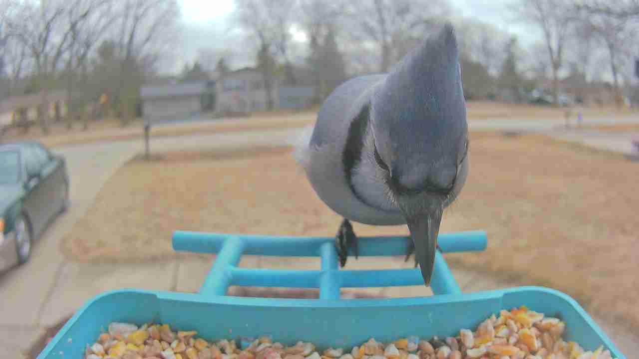 Bird at feeder