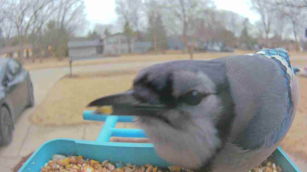 Bird at feeder