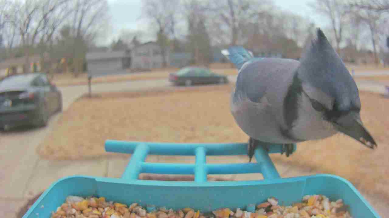 Bird at feeder