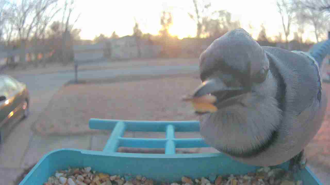 Bird at feeder