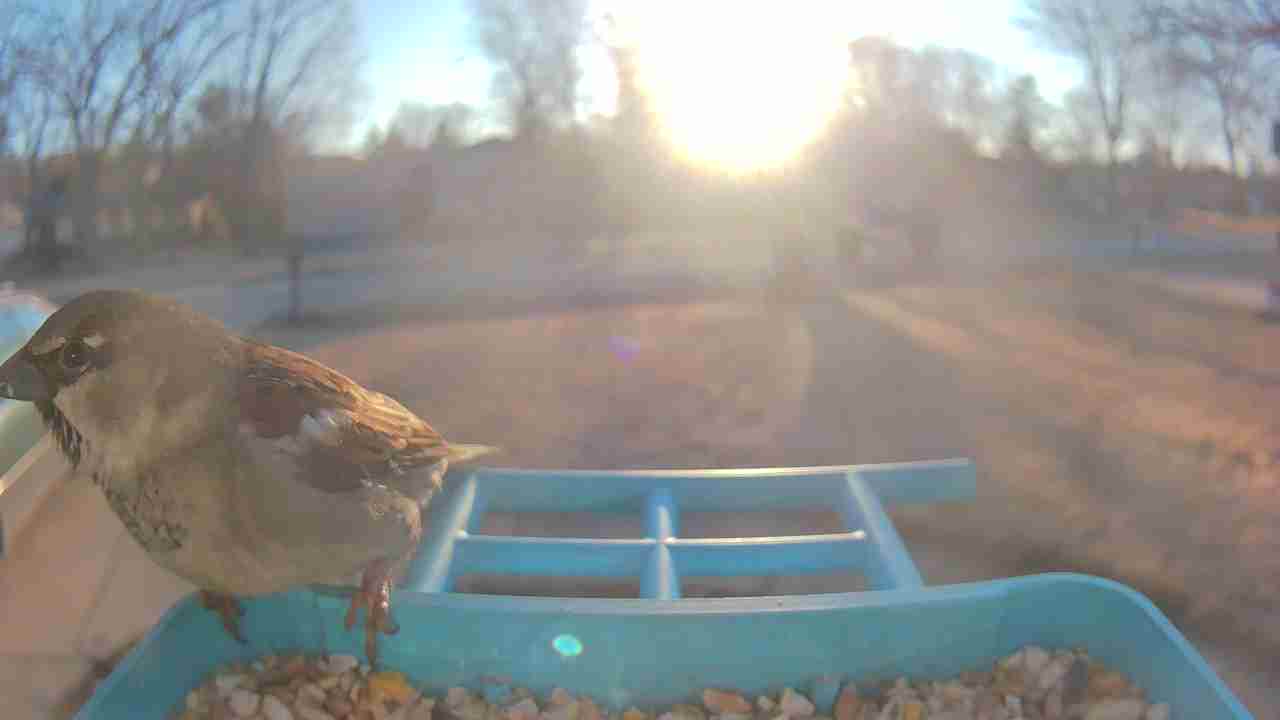 Bird at feeder
