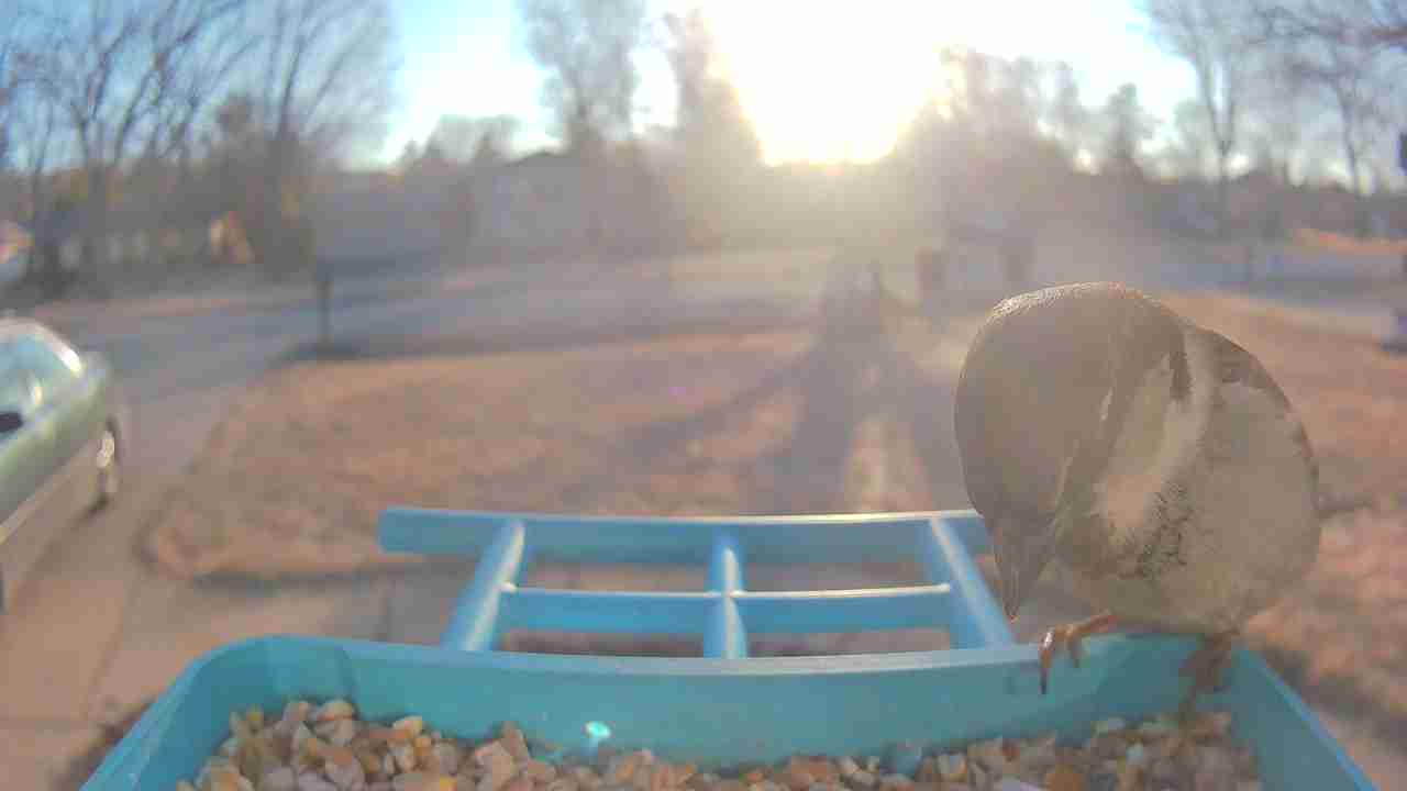 Bird at feeder