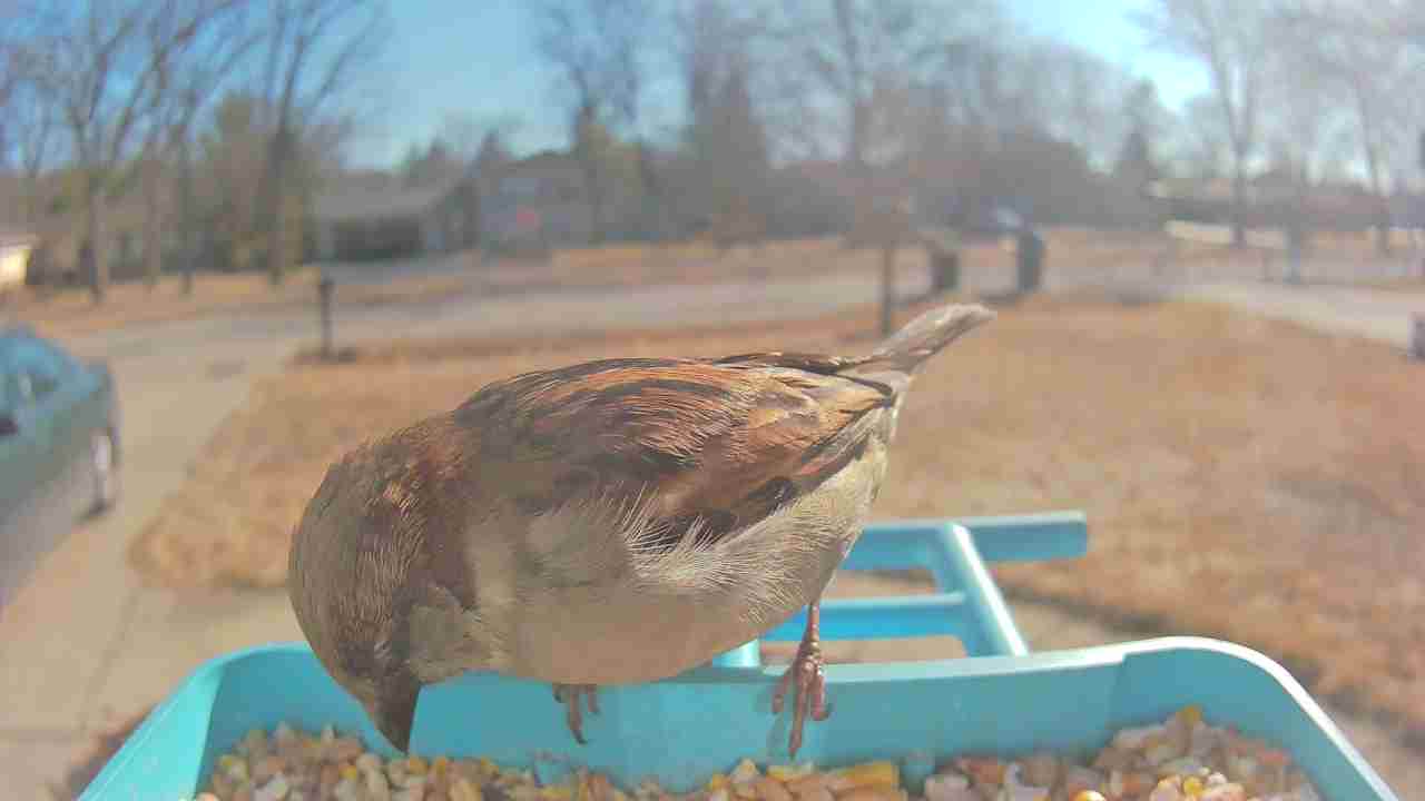 Bird at feeder