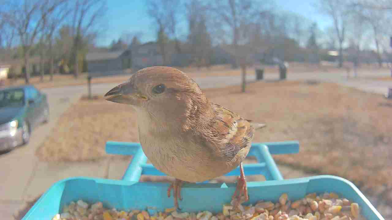 Bird at feeder