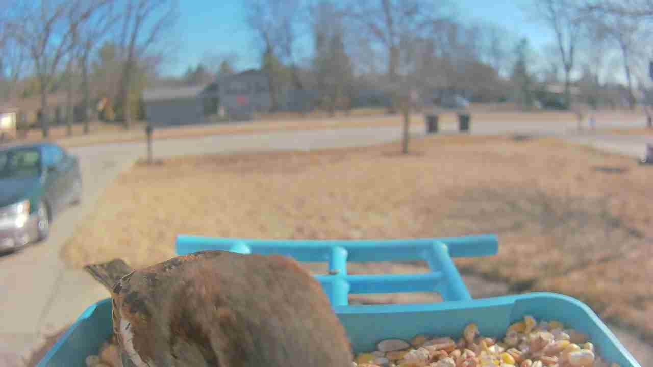 Bird at feeder