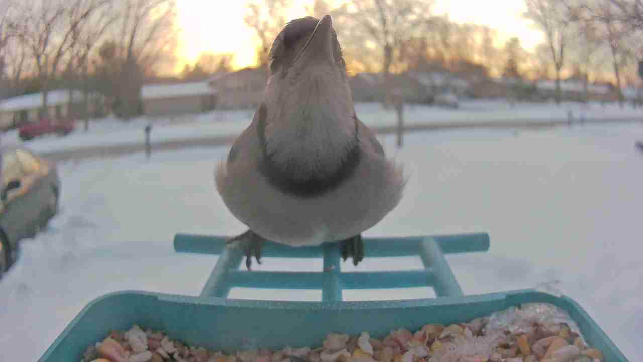 Bird at feeder