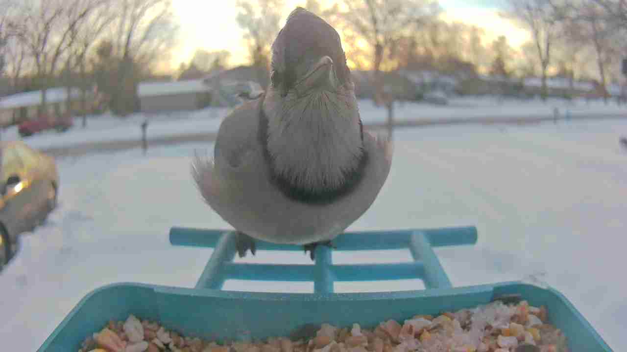 Bird at feeder