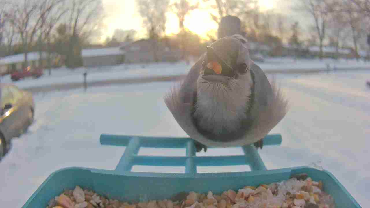 Bird at feeder