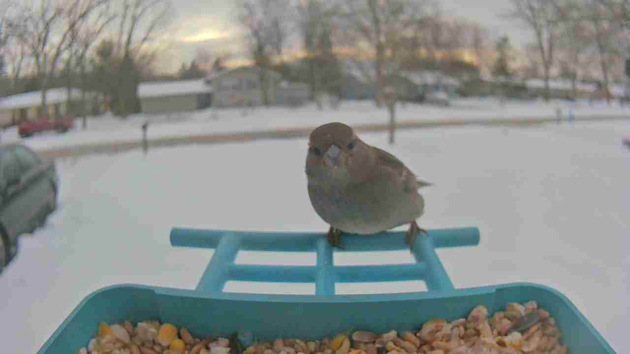 Bird at feeder