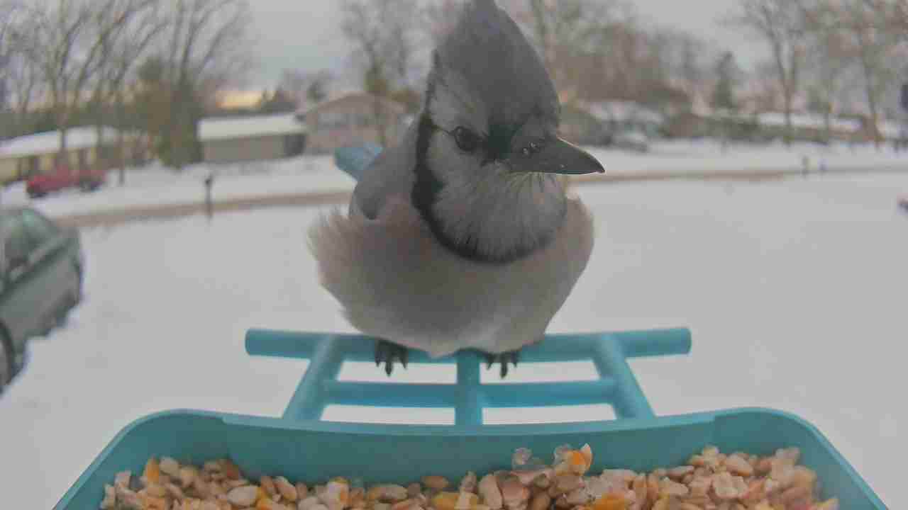Bird at feeder