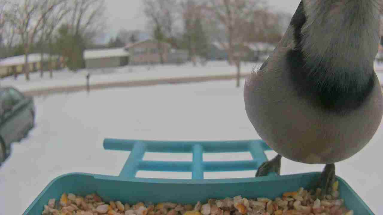 Bird at feeder