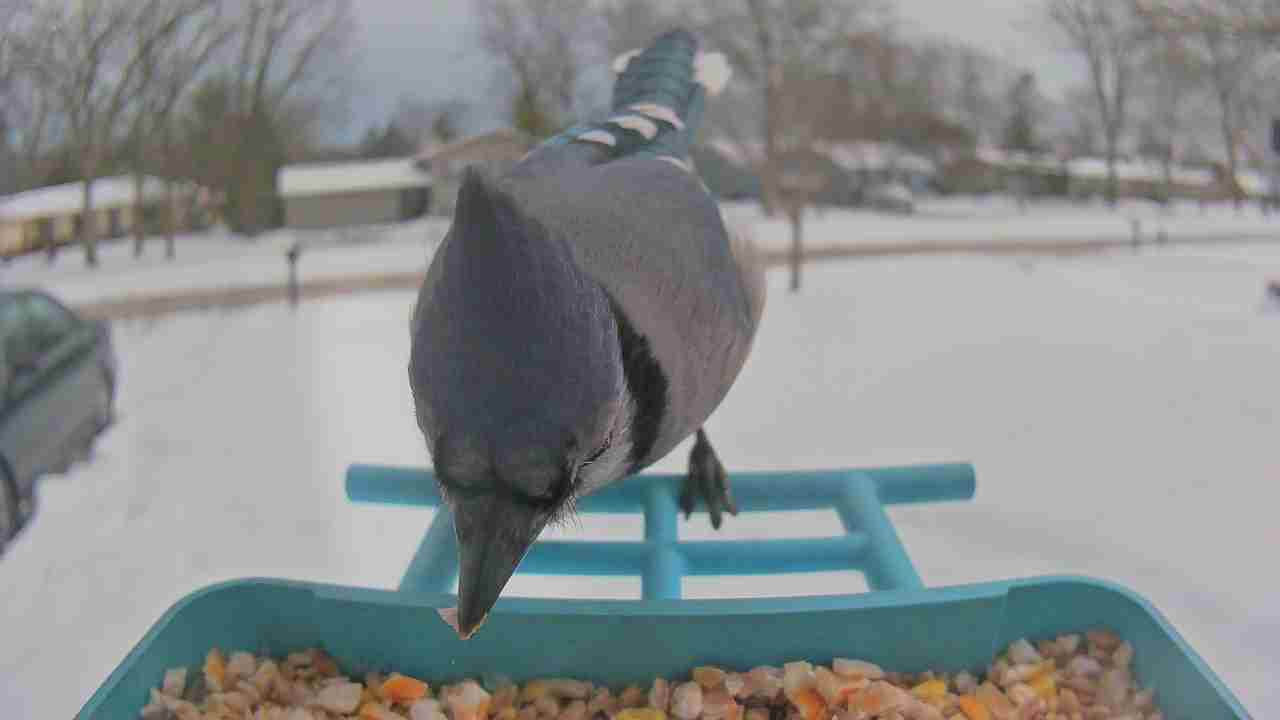 Bird at feeder