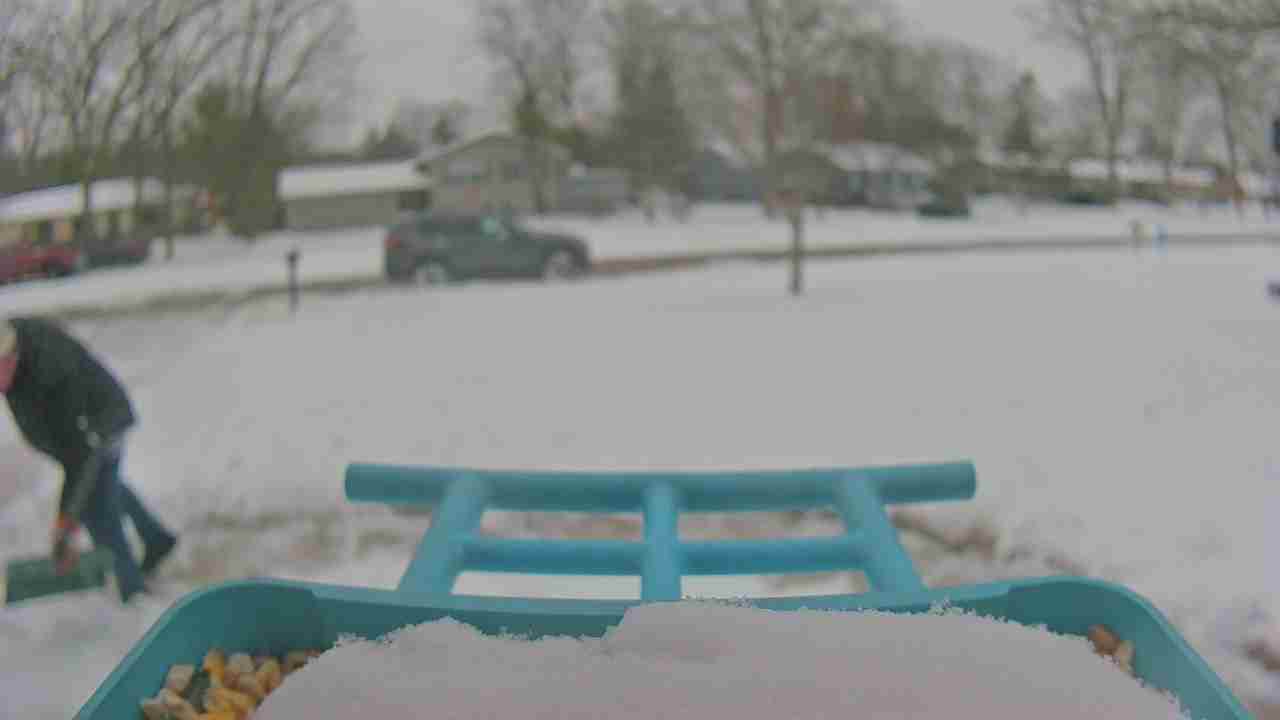 Bird at feeder