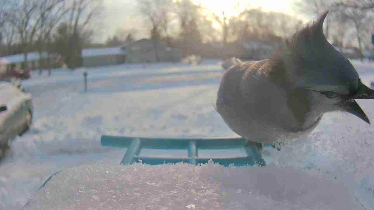 Bird at feeder