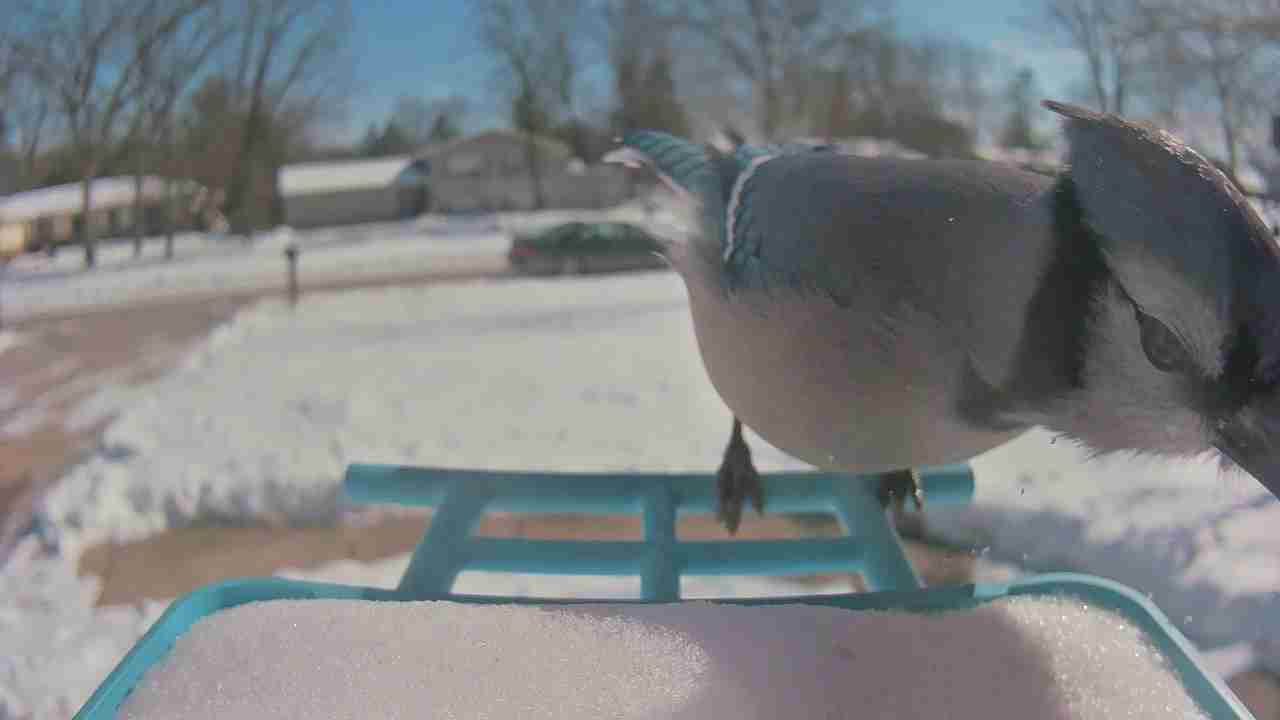 Bird at feeder
