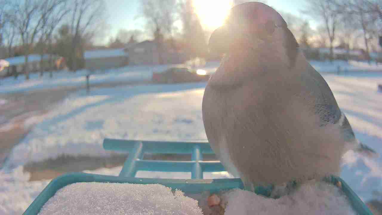 Bird at feeder