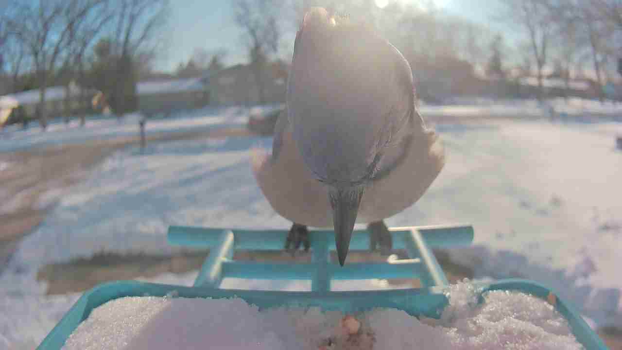 Bird at feeder