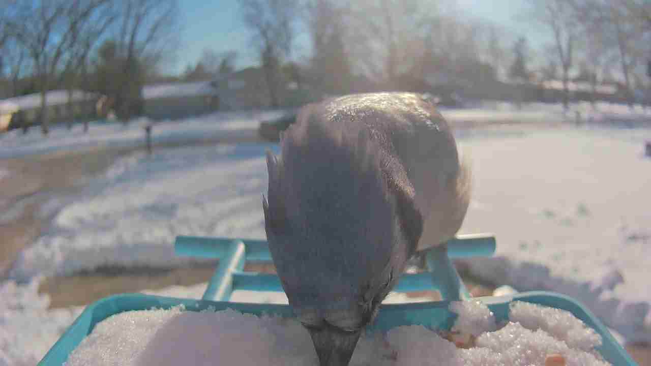 Bird at feeder