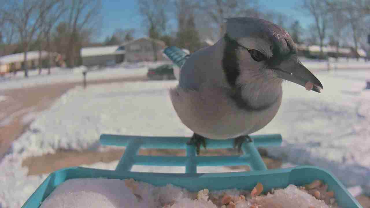 Bird at feeder