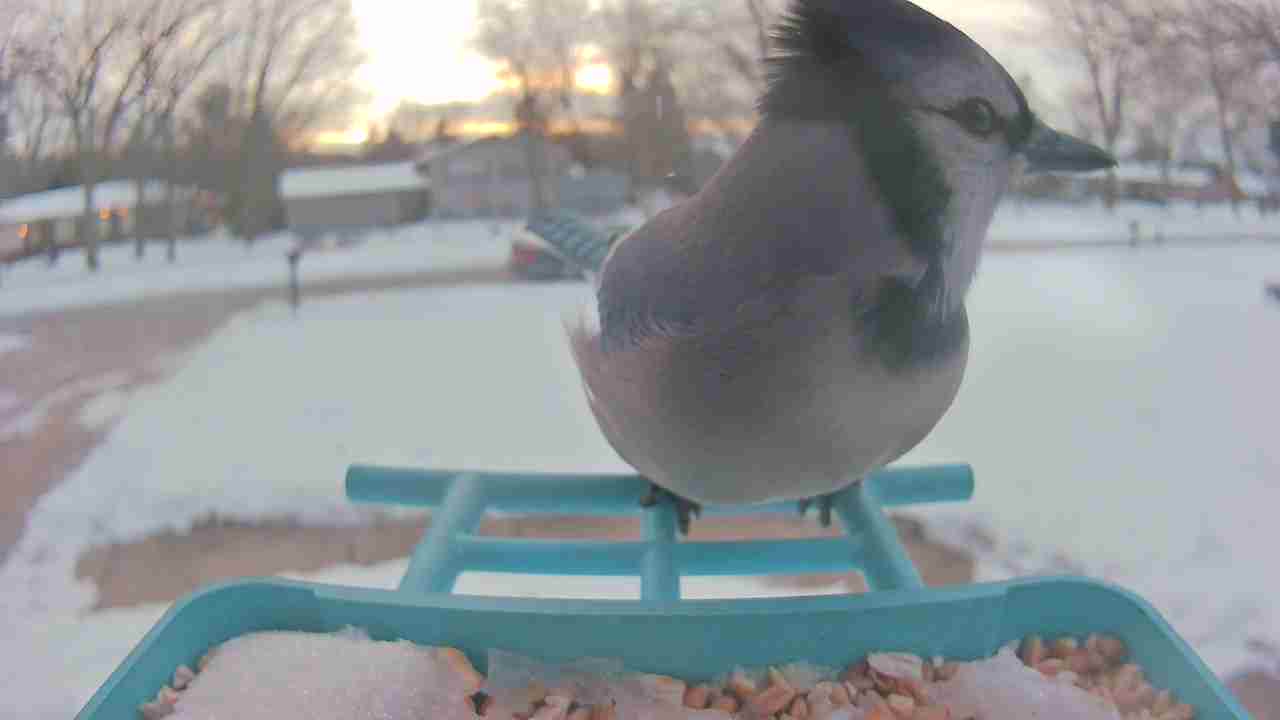 Bird at feeder