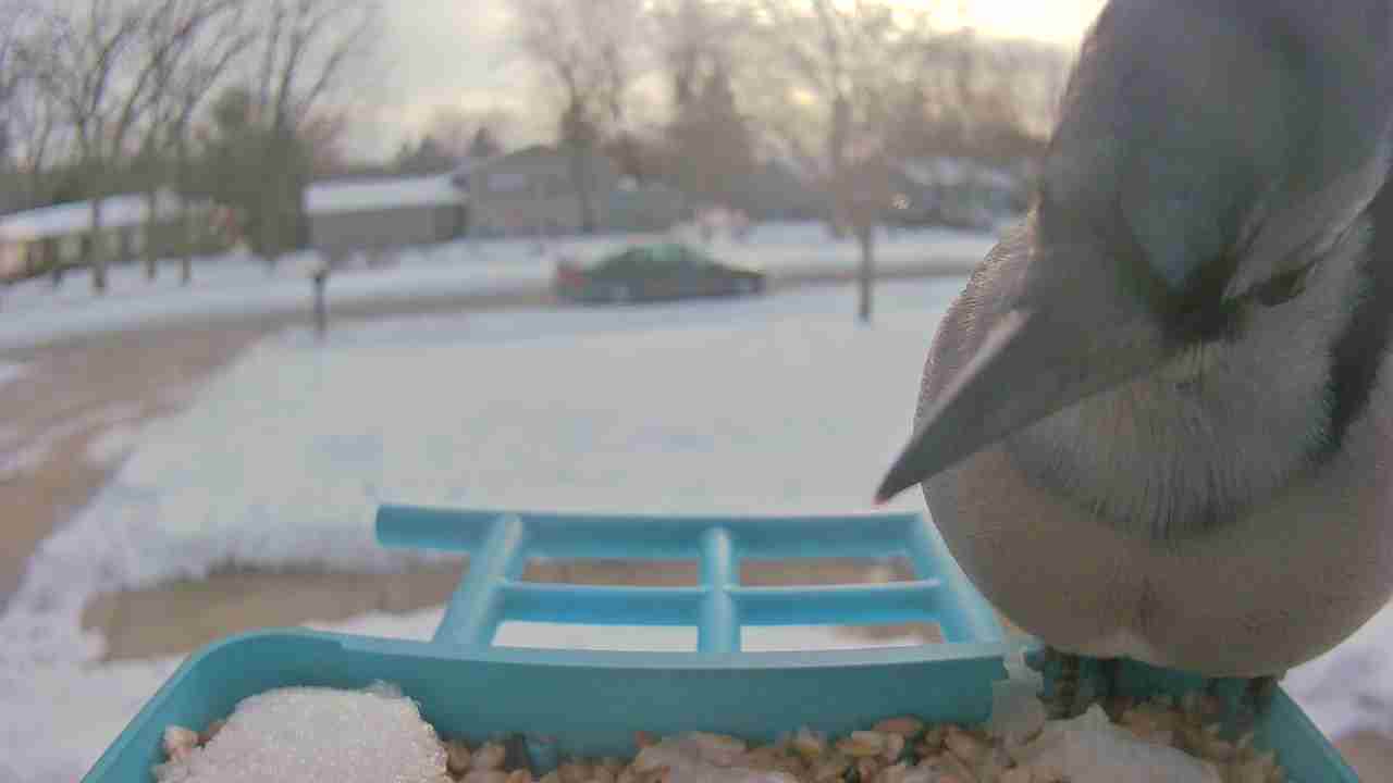 Bird at feeder