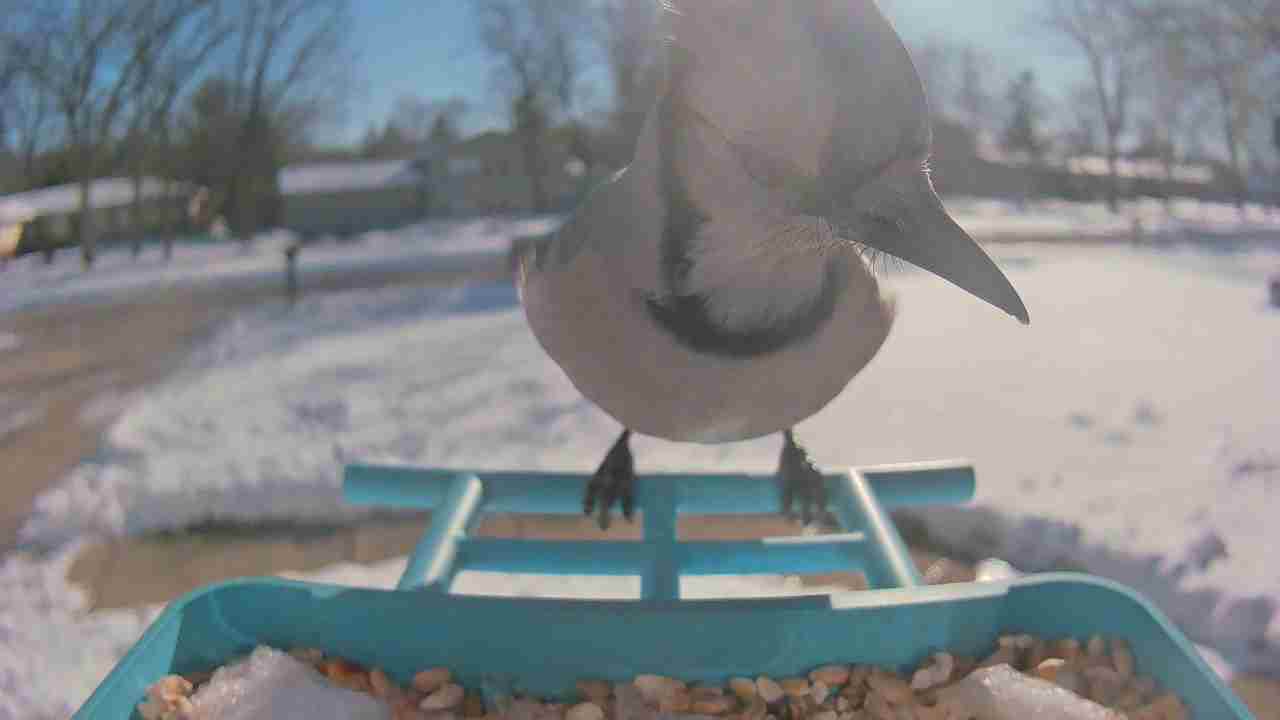 Bird at feeder