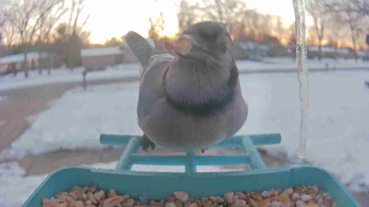 Bird at feeder