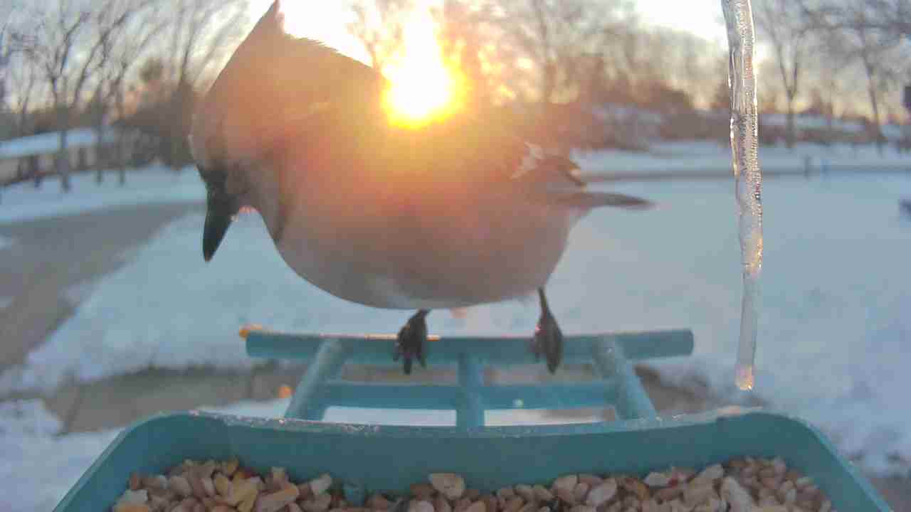 Bird at feeder