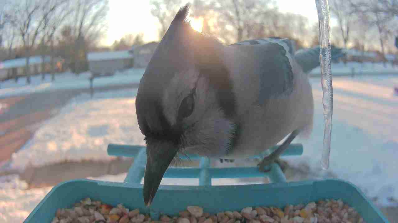 Bird at feeder