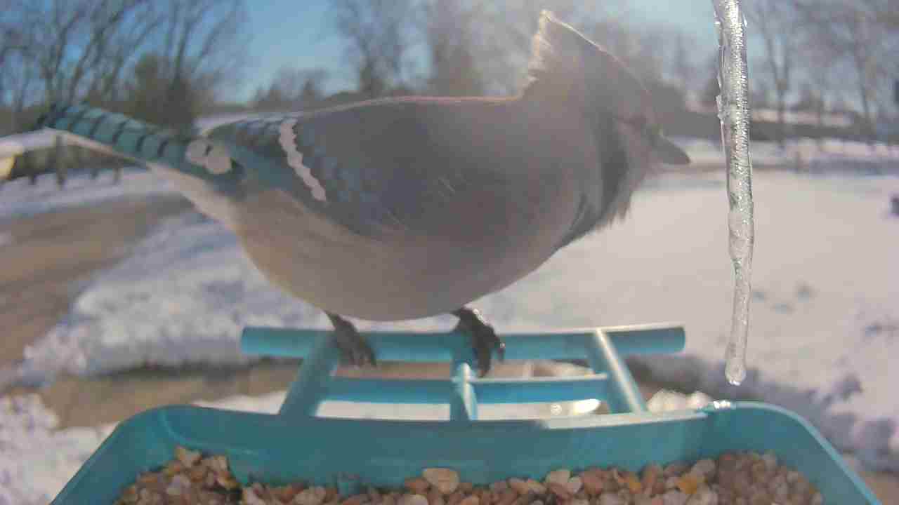 Bird at feeder