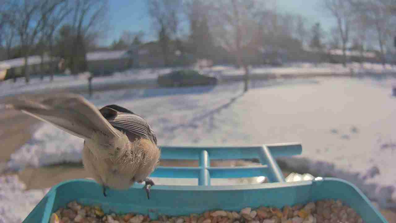 Bird at feeder