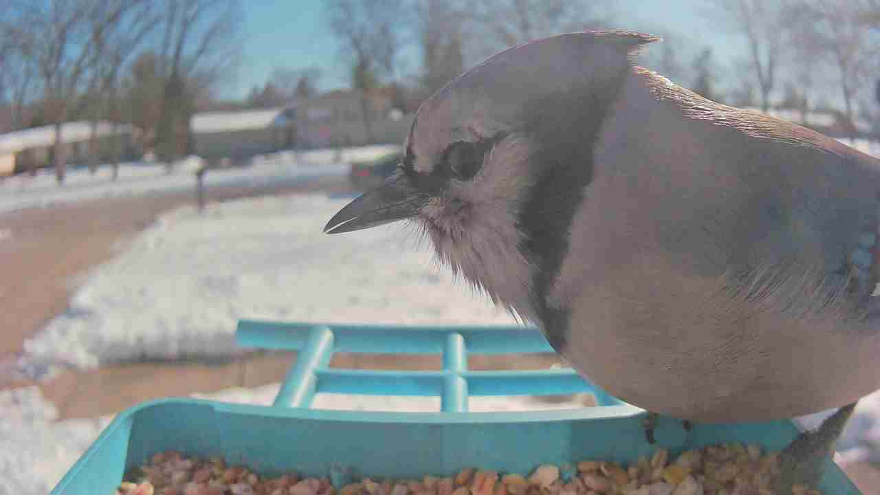 Bird at feeder