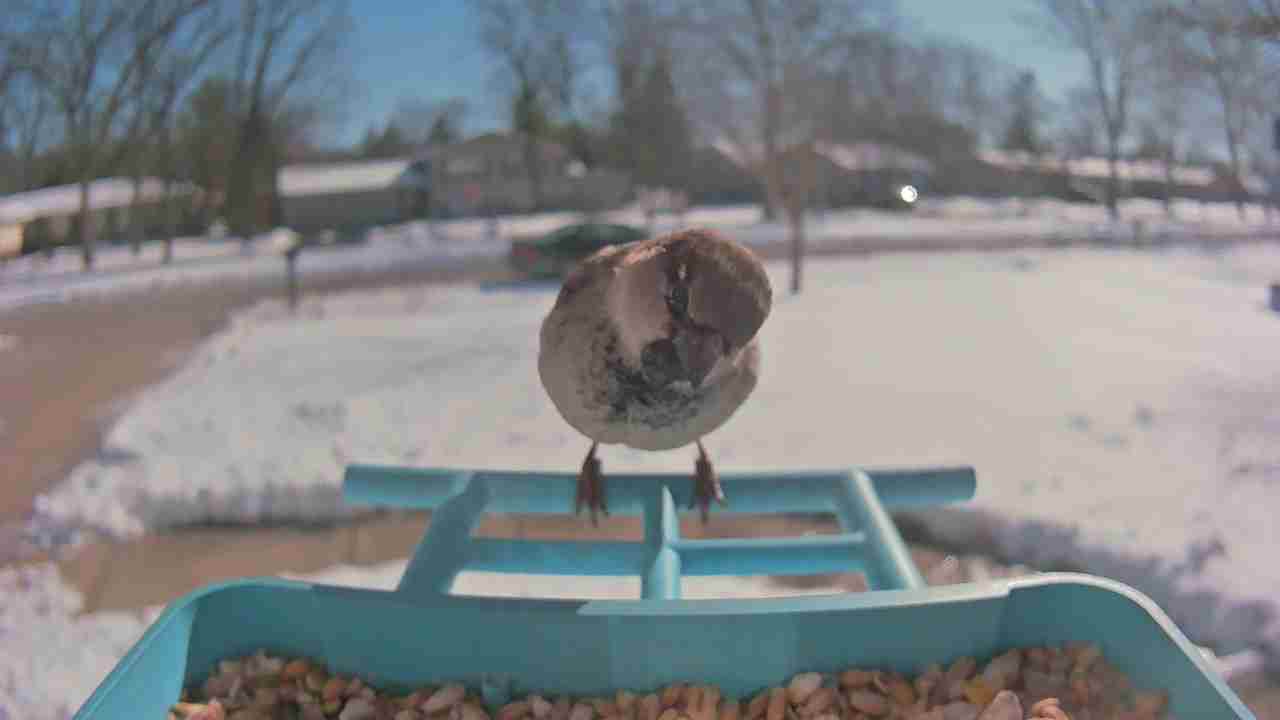 Bird at feeder