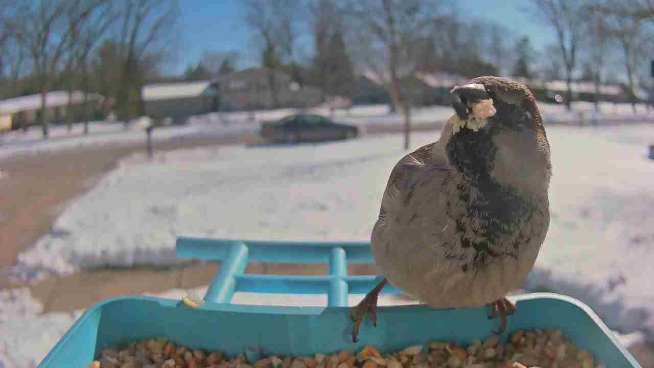 Bird at feeder