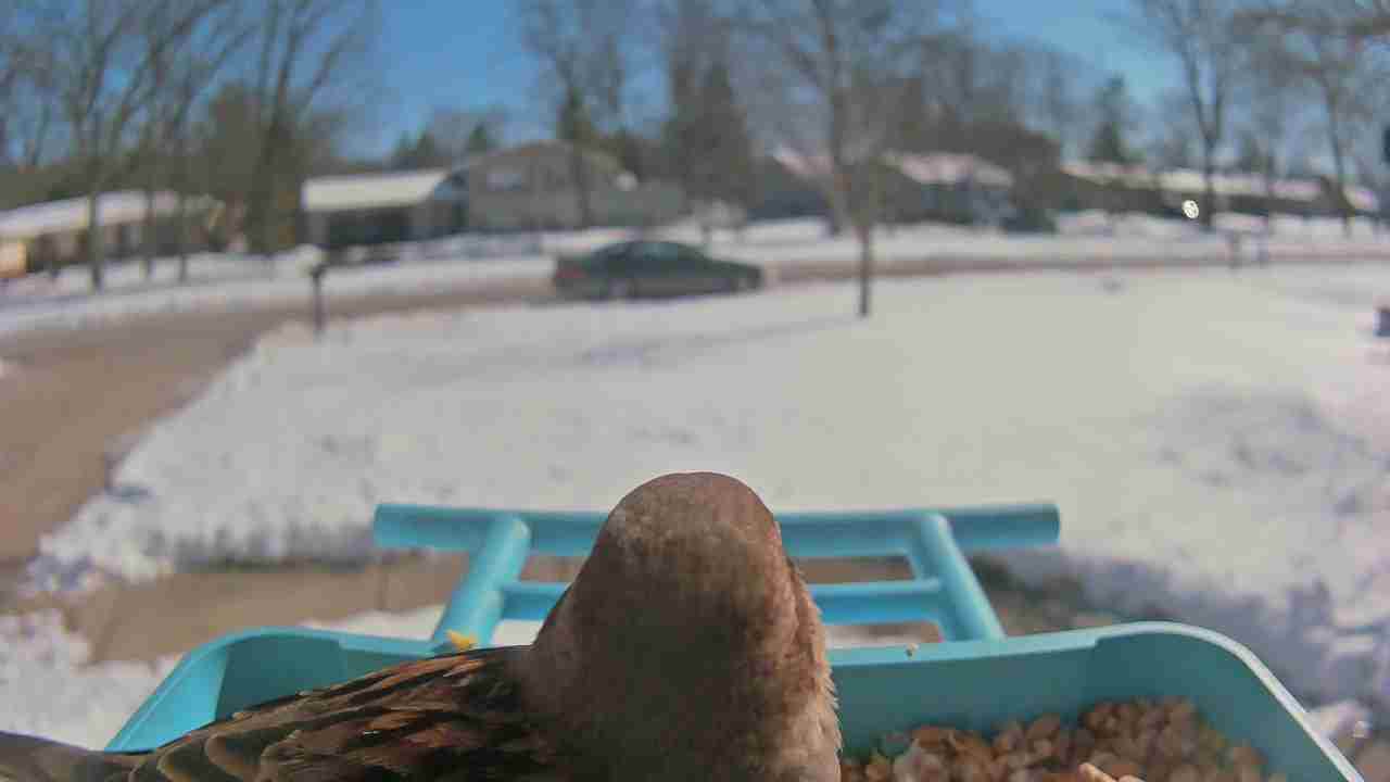 Bird at feeder