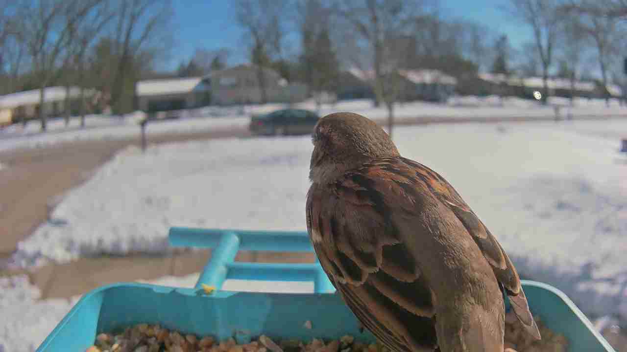 Bird at feeder