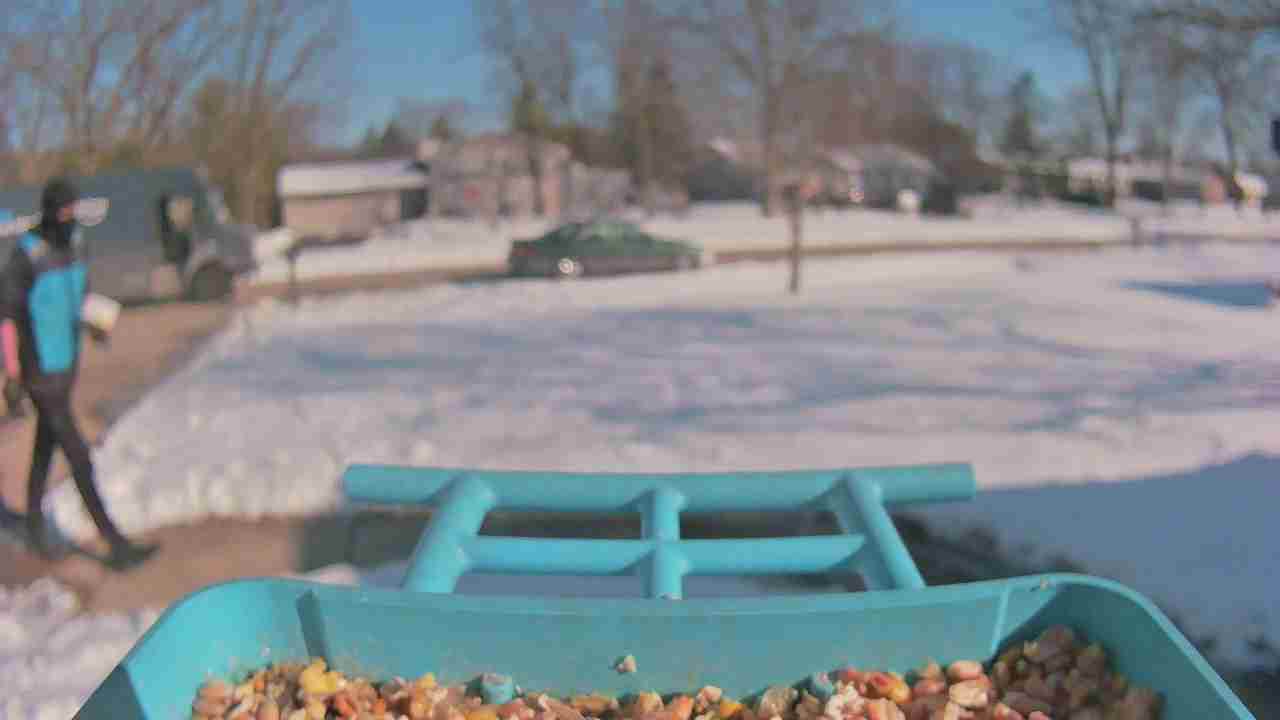 Bird at feeder