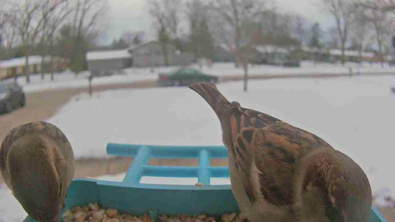 Bird at feeder
