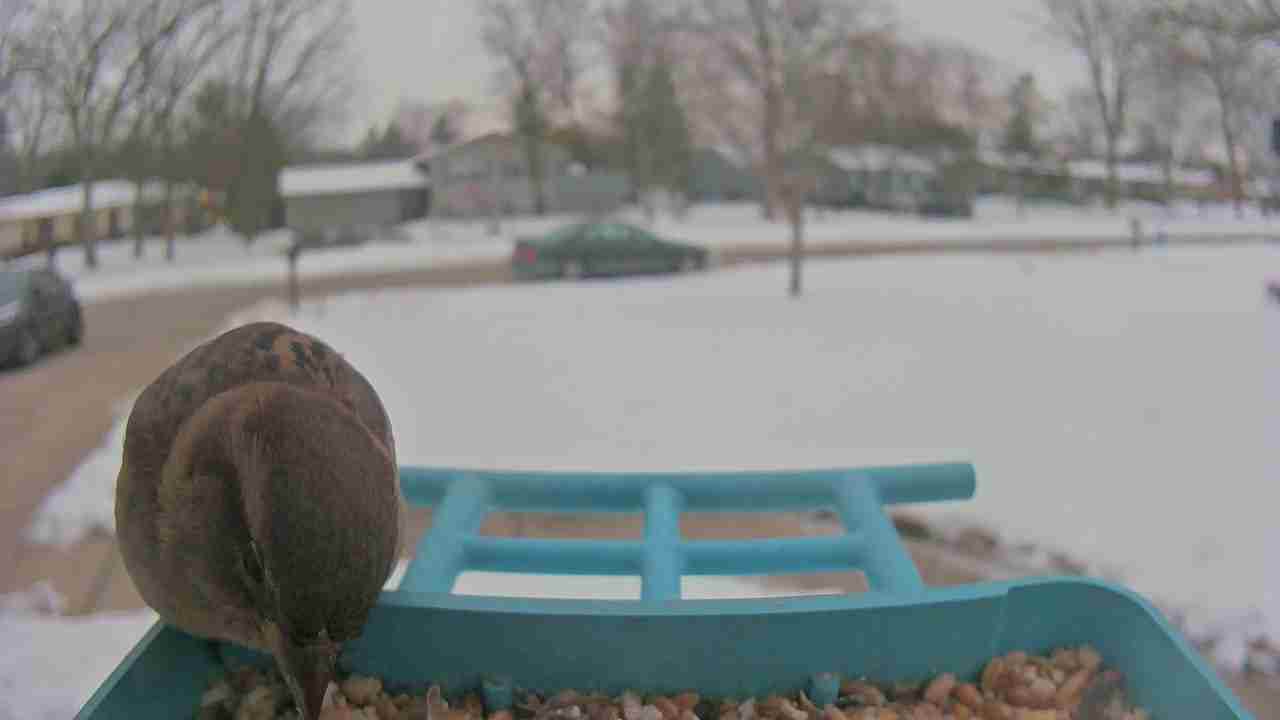 Bird at feeder
