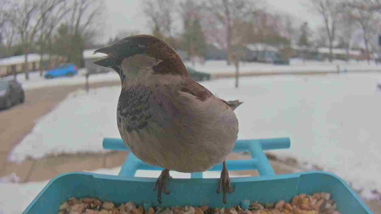 Bird at feeder